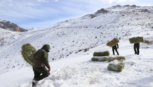 Aladağlar'daki yaban keçisi sayısı 2201'e ulaştı