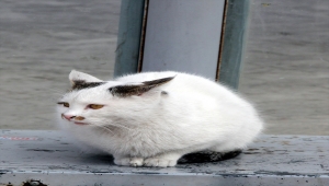 Beypazarı'nda sokak hayvanlarına yem bırakıldı