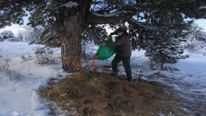 Beypazarı'nda yaban hayatı için doğaya yem bırakıldı