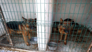Duyarlı köpek eğitmeni, afetlerde görev yapacak "hassas burunları" gönüllü yetiştiriyor 