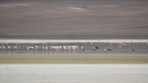 Flamingoların Düden Gölü'ne erken gelmesi doğaseverleri endişelendirdi