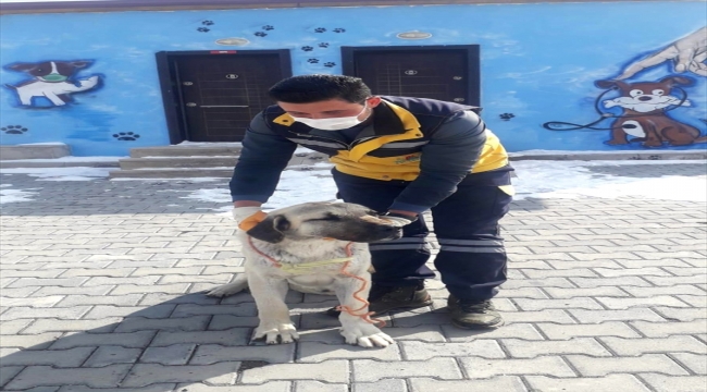 Gözleri görmeyen köpek, Nevşehir Belediyesi Hayvan Kasabası'nda tedavi altına alındı