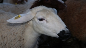 "Herkese Yeni Bir Küçükbaş Projesi" Karamanlı üreticilerin yüzünü güldürdü