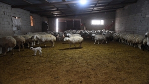 İl Tarım ve Orman Müdürü Şahin'den küçükbaş hayvan işletmesine ziyaret 