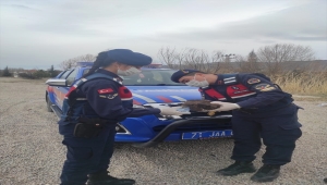 Kırıkkale'de jandarmanın bulduğu yaralı paçalı şahin tedavi altına alındı