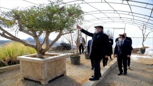 Kırşehir'de belediyenin seralarında gül ve çalı bitkileri yetiştiriliyor