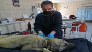 Kırşehir'de yaralı ve hasta halde bulunan köpek tedavi edildi