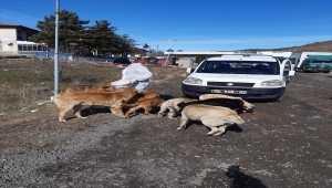 Kızılcahamam Belediyesi, sokak köpekleri için seferber oldu
