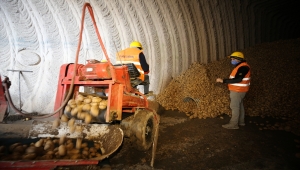 Nevşehir'de laboratuvarda analiz edilen patates pişirme amacına göre paketleniyor