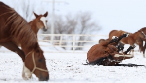 Şampiyonların tayları "beyaz örtünün" keyfini çıkarttı