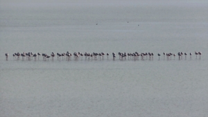 Seyfe Gölü Kuş Cenneti, yağışların ardından flamingo, ördek ve angutlarla şenlendi