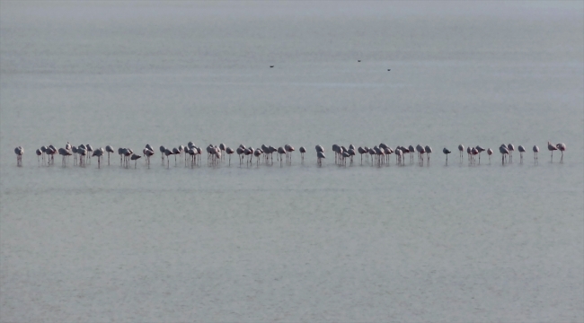 Seyfe Gölü Kuş Cenneti, yağışların ardından flamingo, ördek ve angutlarla şenlendi