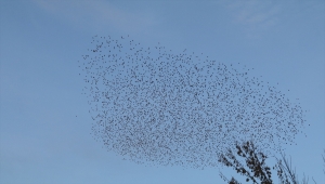 Sığırcıkların gökyüzündeki toplu "dansları" izleyenleri büyüledi
