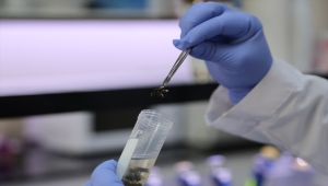 "Sivas arısı"nın genotipi araştırılacak