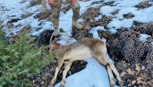 Sivas'ta yaban keçisi avlayan 3 kişiye 38 bin 559 lira ceza uygulandı