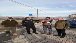 Sivas'ta yaralı bulunan puhu kuşu tedavi edildi