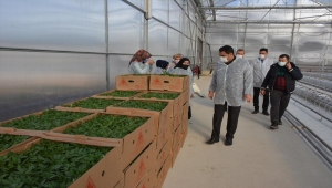 Sorgun'da jeotermal enerji ile ısıtılacak serada fide dikimi başladı