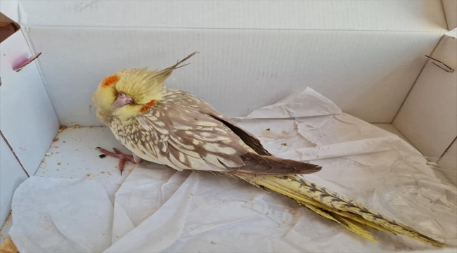 Yaralı bulunan sultan papağanı tedaviye alındı
