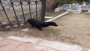 Konya'da mezarlığın demir kapısına sıkışan köpeği itfaiye ekipleri kurtardı