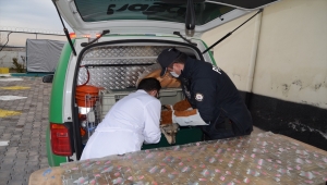 Aksaray'da otomobilin çarptığı köpek HAYDİ ekiplerince kurtarıldı