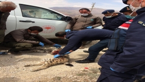 Aladağlar Milli Parkı'nda bir vaşağın ölü bulunmasıyla ilgili soruşturma başlatıldı