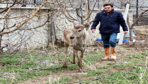 Ayaş'ta yerleşim yerine inen kızıl geyik koruma altına alındı