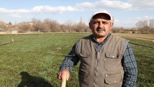 Başkentin yeşillik ihtiyacının karşılandığı Çubuk'taki arazilerde sevkiyat hazırlığı