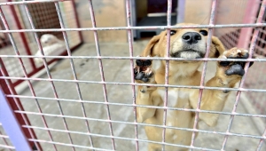 Başkentteki sokak köpekleri nakit ve mama desteği sağlanarak sahiplendiriliyor