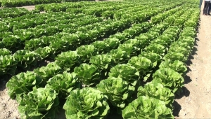 Beypazarı'nda üretilen sebzeler sofralara ulaşıyor