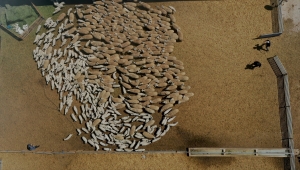 Binlerce kuzunun "süt koşusu" renkli görüntülere sahne oldu