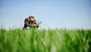 Buğdayda bu sezon rekolte beklentisi 19 milyon ton