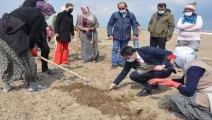 Derinkuyu ilçesinde lavanta bahçesi için ilk fideler dikildi