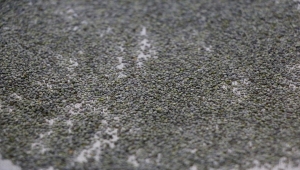 Eskişehir'de canlandırılan ipek böcekleri Türkiye'nin 60 kentinde koza örüyor