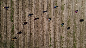 Eskişehir'de kadınların hasat ettiği kuşkonmaz ihraç ediliyor