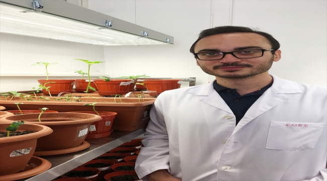 Girişimci akademisyenler yüzde 100 saf ayçiçeği tohumu geliştirdi 