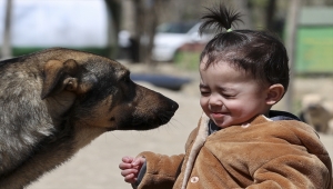 Hayvan barınağında mama hırsızlarına karşı kameralı önlem