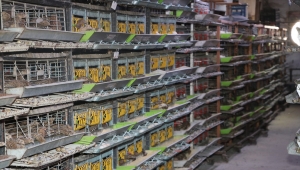 Karaman'da ıslah çalışmalarıyla 2 kat daha fazla et ağırlığına ulaşan bıldırcın türü geliştirildi 