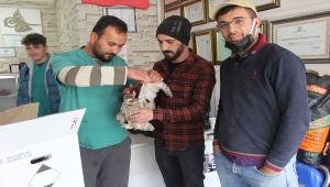 Karapınar'da yaralı bulunan baykuş, tedavi edilecek