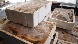 Kayseri'de kaçak avlanan 1250 kilogram sazan ve yayın balığı ele geçirildi