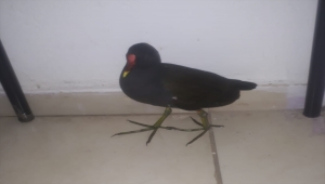 Kayseri'de yaralı su tavuğu tedavi altına alındı