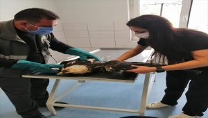 Kırıkkale'de yaralı şah kartal tedavi altına alındı