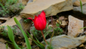 Kızılcahamam'da dağ lalesi güzelliği