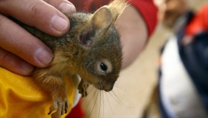 Konya'da koruma altındaki sincapların pet shopta satışına ceza