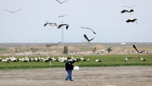 Konya'da tarlalardaki göçmen leylekler balıkla besleniyor