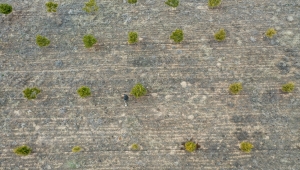 Köyünde orman oluşturmak için 7 yılda yaklaşık 10 bin fidan dikti