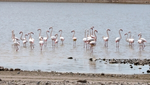 Kuş cenneti Tuz Gölü'nün misafir flamingoları evlerine gelmeye başladı