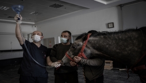 Milyon dolarlık safkan atlar TJK Ankara Hipodrom At Hastanesi'nde özenle tedavi ediliyor