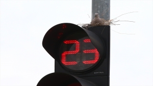 Nevşehir'de kumru yuva olarak trafik ışığını seçti