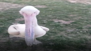 Niğde'de yaralı bulunan pelikan Kayseri'de tedavi altına alındı