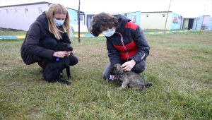 Ortaokul öğrencisi sokak hayvanları için "mama düzeneği" tasarladı